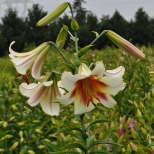 Cream and red oriental lily blooms.