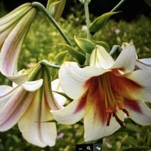 Elegant lilies with red and white petals.