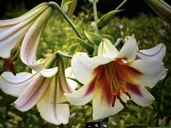 Elegant lilies with red and white petals.