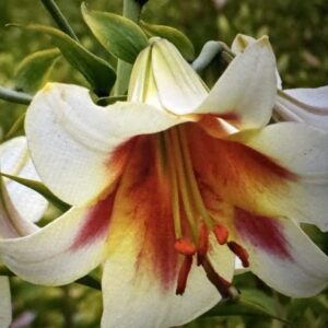 Cream lily with red-orange center.