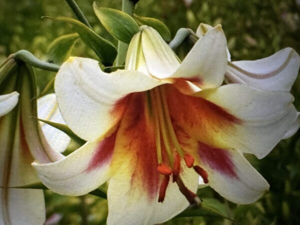 Cream lily with red-orange center.