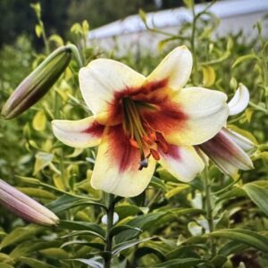 Cream lily with maroon streaks blooming.