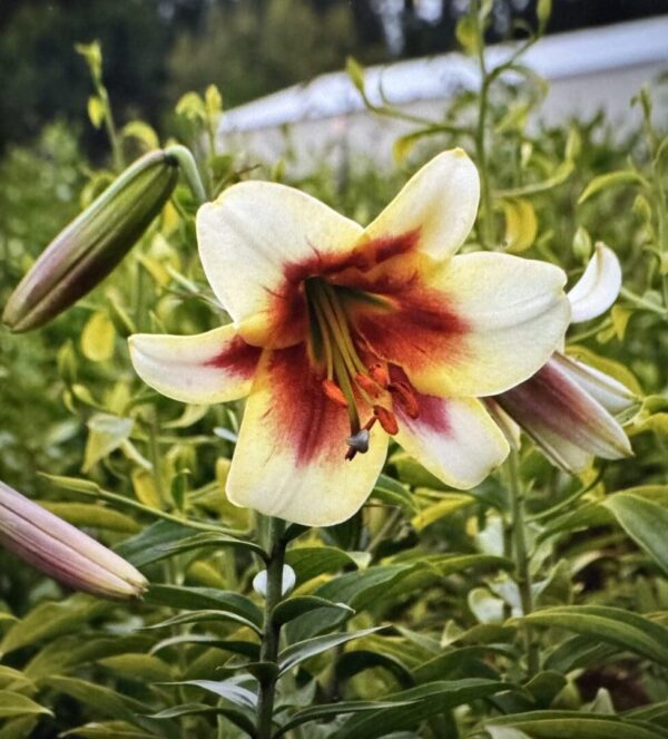 Cream lily with maroon streaks blooming.