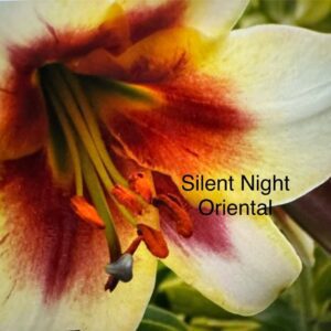 Here's an alt tag for the image: Silent Night Oriental lily close-up.