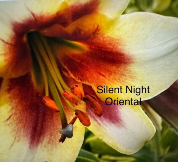 Here's an alt tag for the image: Silent Night Oriental lily close-up.