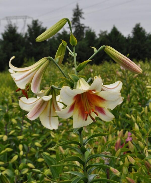 Cream lilies with red-orange streaks.
