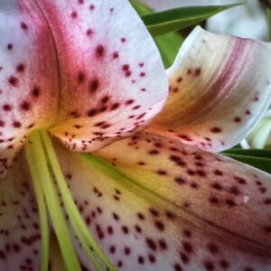 Close-up of speckled lily flower.