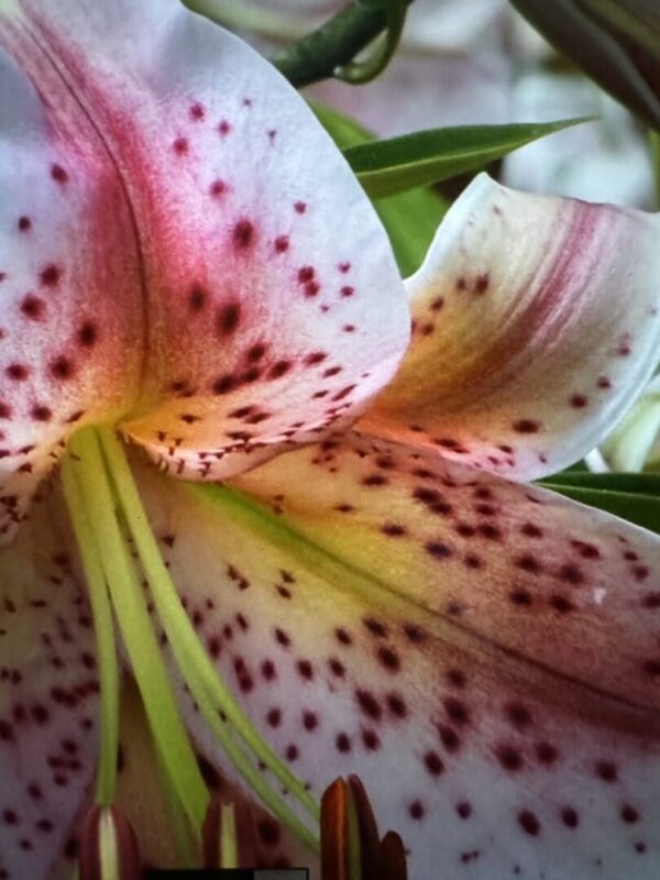 Close-up of speckled lily flower.
