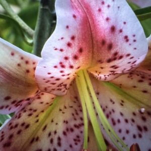 Pink speckled lily flower close-up.