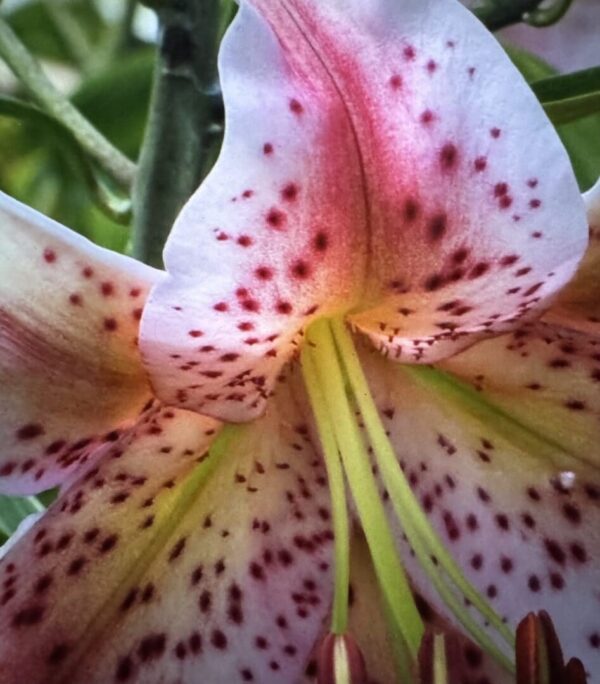 Pink speckled lily flower close-up.