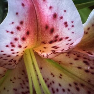 Close-up of speckled pink lily flower.