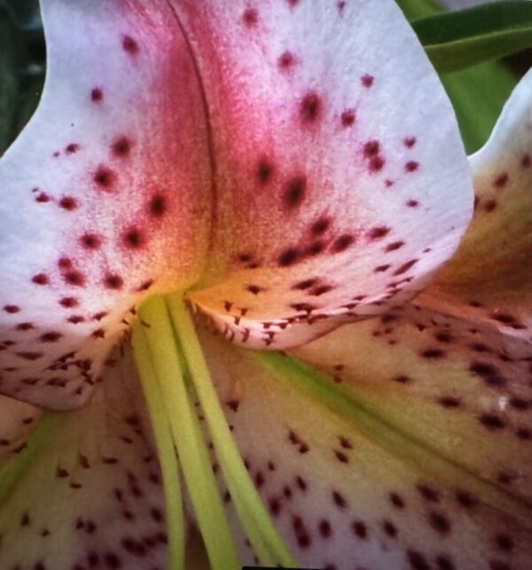 Close-up of speckled pink lily flower.