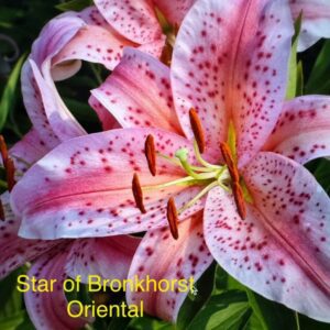 Pink Star of Bronkhorst Oriental lily.