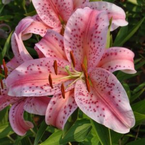 Pink speckled lilies in bloom.