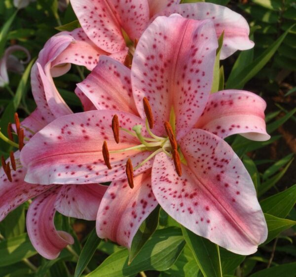 Pink speckled lilies in bloom.