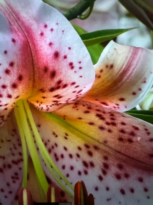 Close-up of speckled pink lily flower.
