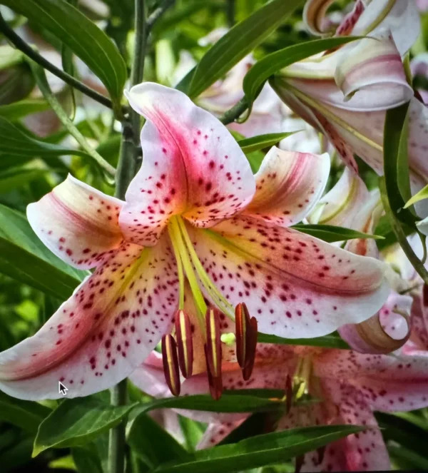 Pink speckled Asiatic lily in bloom.