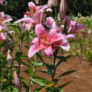 Pink speckled lilies in a field.