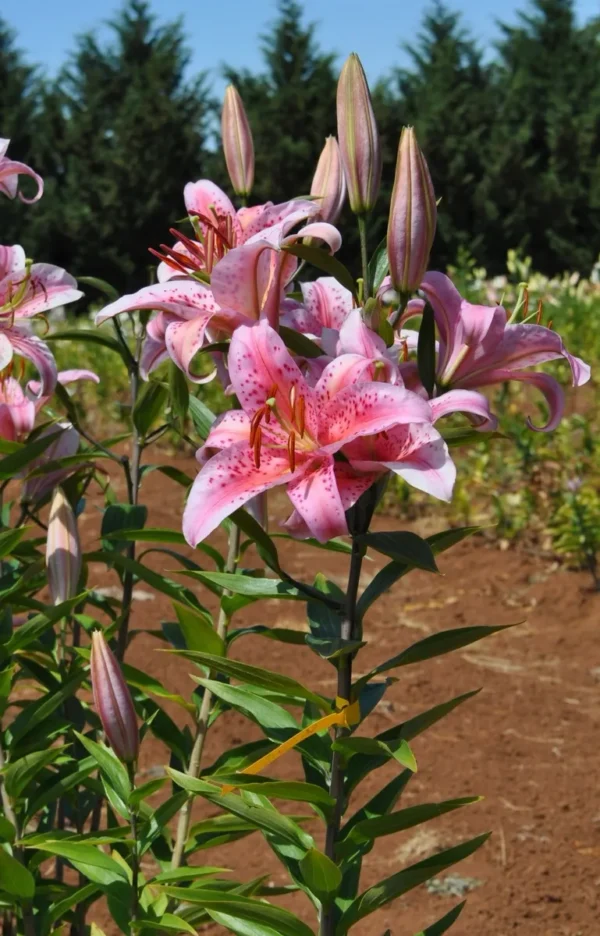 Pink speckled lilies in a field.