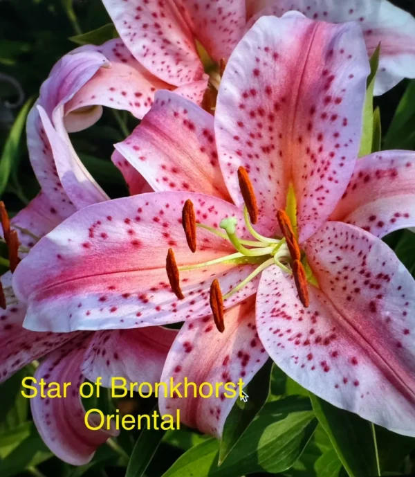 Pink Star of Bronkhorst lily flower.