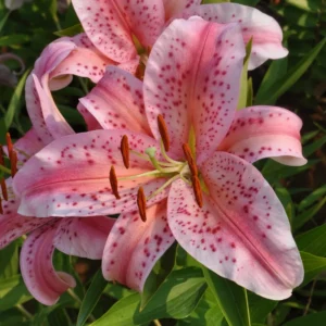 Pink speckled lilies in bloom.