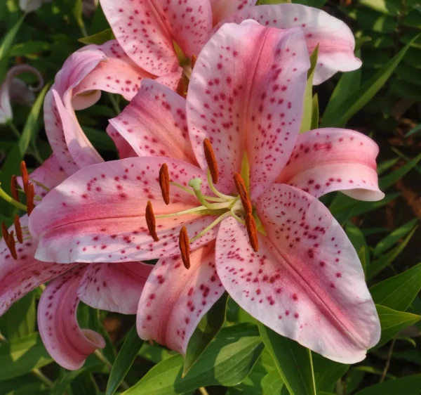 Pink speckled lilies in bloom.