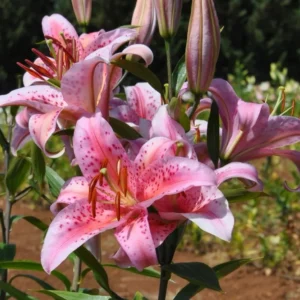Pink lilies blooming in garden.