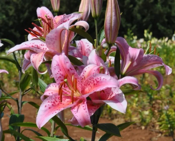 Pink lilies blooming in garden.