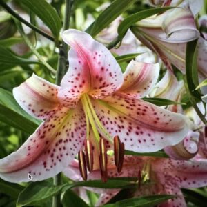 Pink speckled lily flower blooms.