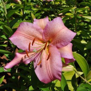 Pink lily flower in full bloom.