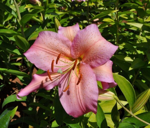 Pink lily flower in full bloom.