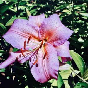 Pink lily flower in garden.