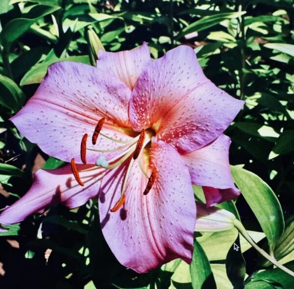 Pink lily flower in garden.
