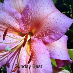 Pink lily, Sunday best bloom.