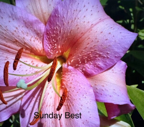 Pink lily, Sunday best bloom.