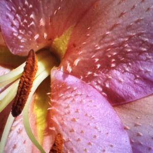Close-up of pink lily flower stamens.
