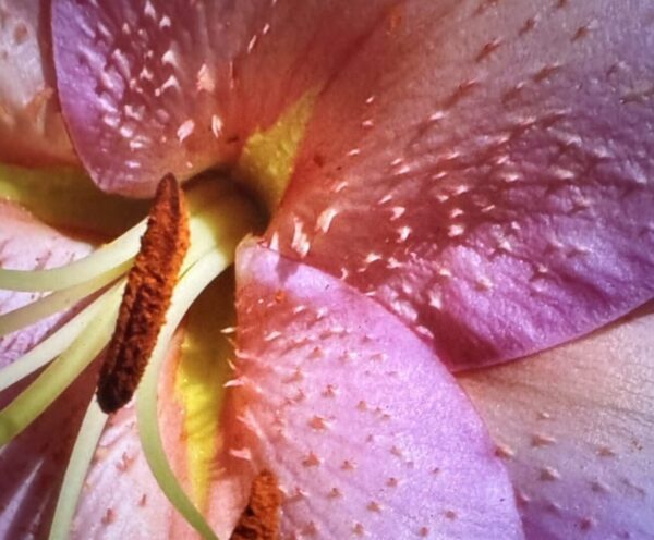 Close-up of pink lily flower stamens.