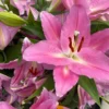 Close-up vibrant pink lily blooms with buds