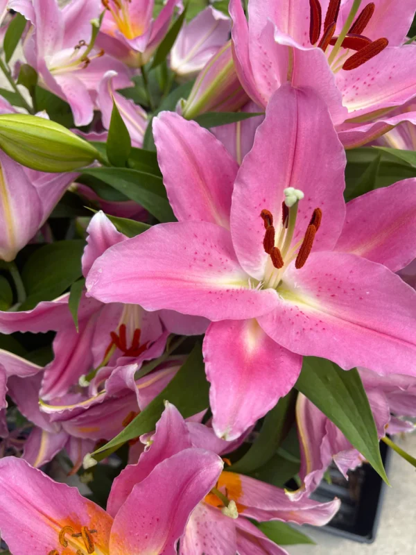 Close-up vibrant pink lily blooms with buds