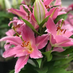 Pink lilies in full bloom.