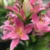 Close-up of pink lilies with bud