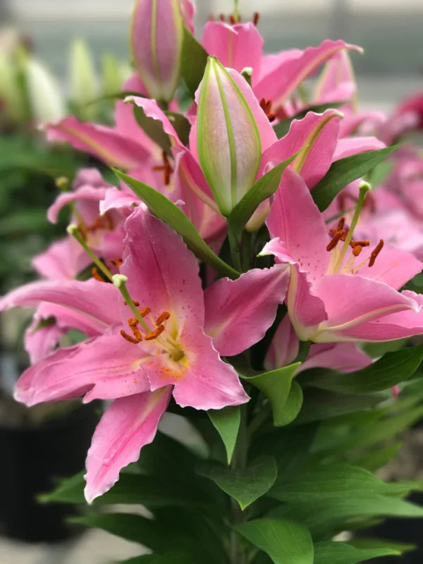 Close-up of pink lilies with bud