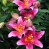 Pink trumpet lilies with yellow centers