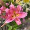 Close-up pink lily blossom with stamens