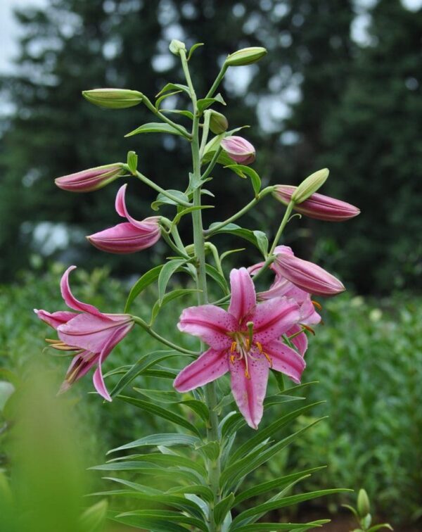 Pink lily flower blossoms in garden.