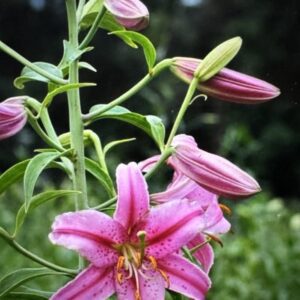 Pink lily flower blooming outdoors.
