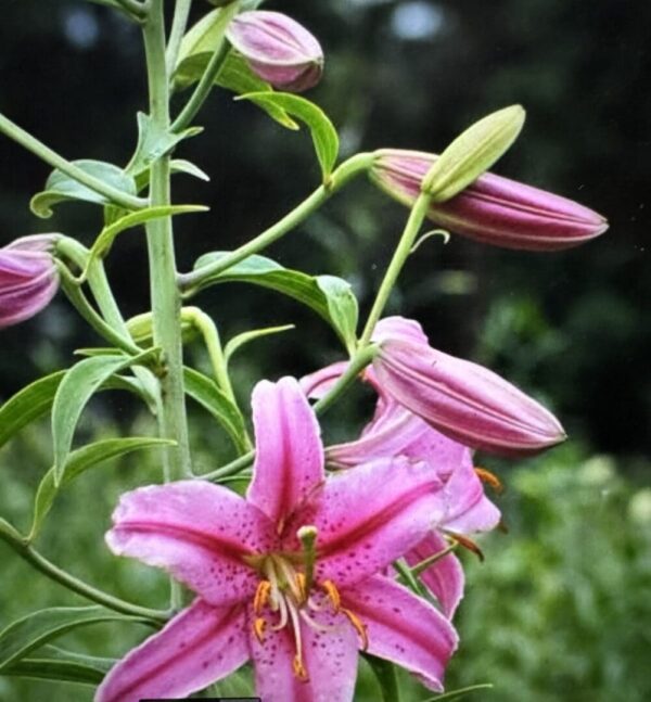 Pink lily flower blooming outdoors.