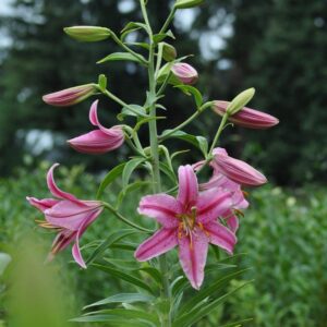 Pink lily flower blooming outdoors.