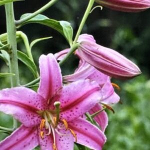 Pink speckled lilies in bloom.