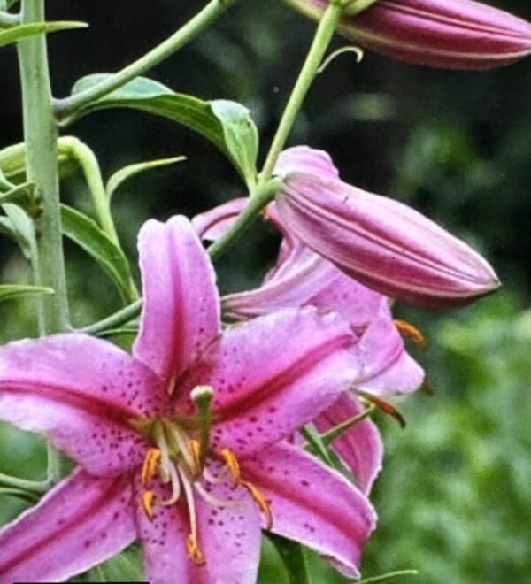 Pink speckled lilies in bloom.